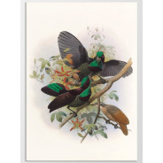 Постер "Botany. Birds"