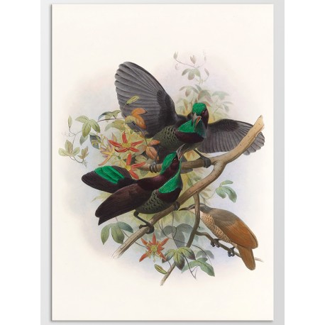 Постер "Botany. Birds"