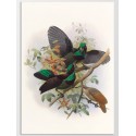 Постер "Botany. Birds"