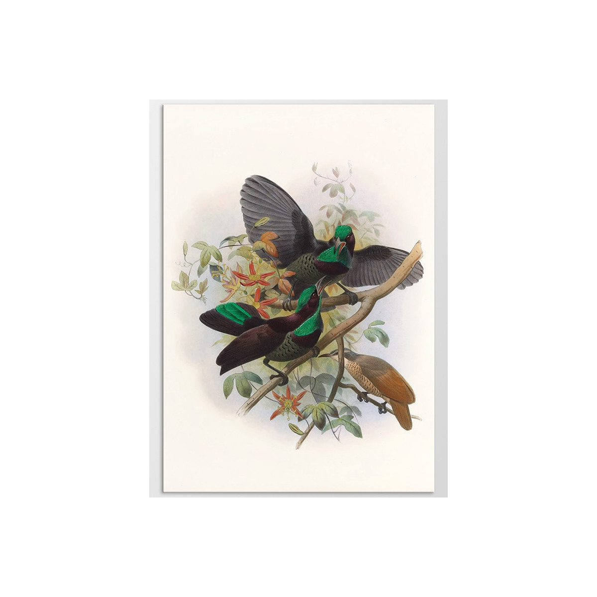 Постер "Botany. Birds"