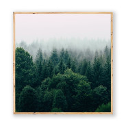 Постер "Forest"