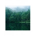 Постер "Forest"
