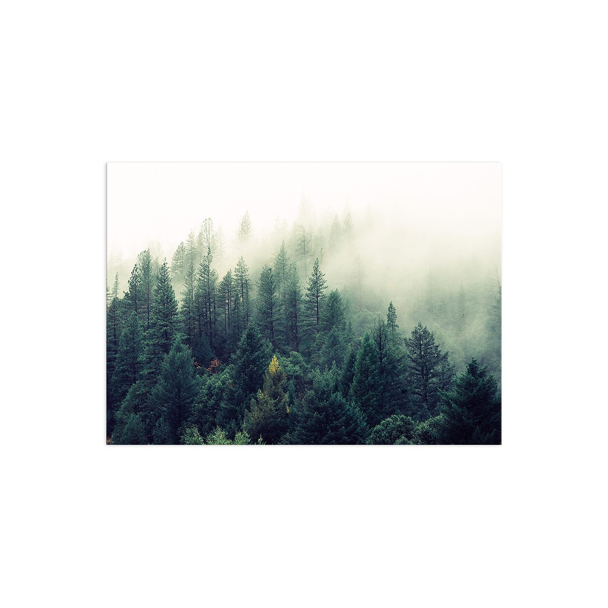 Постер "Forest"