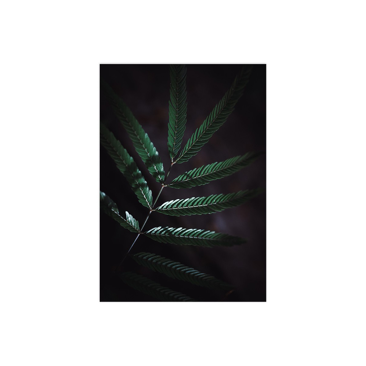 Постер "Plant"