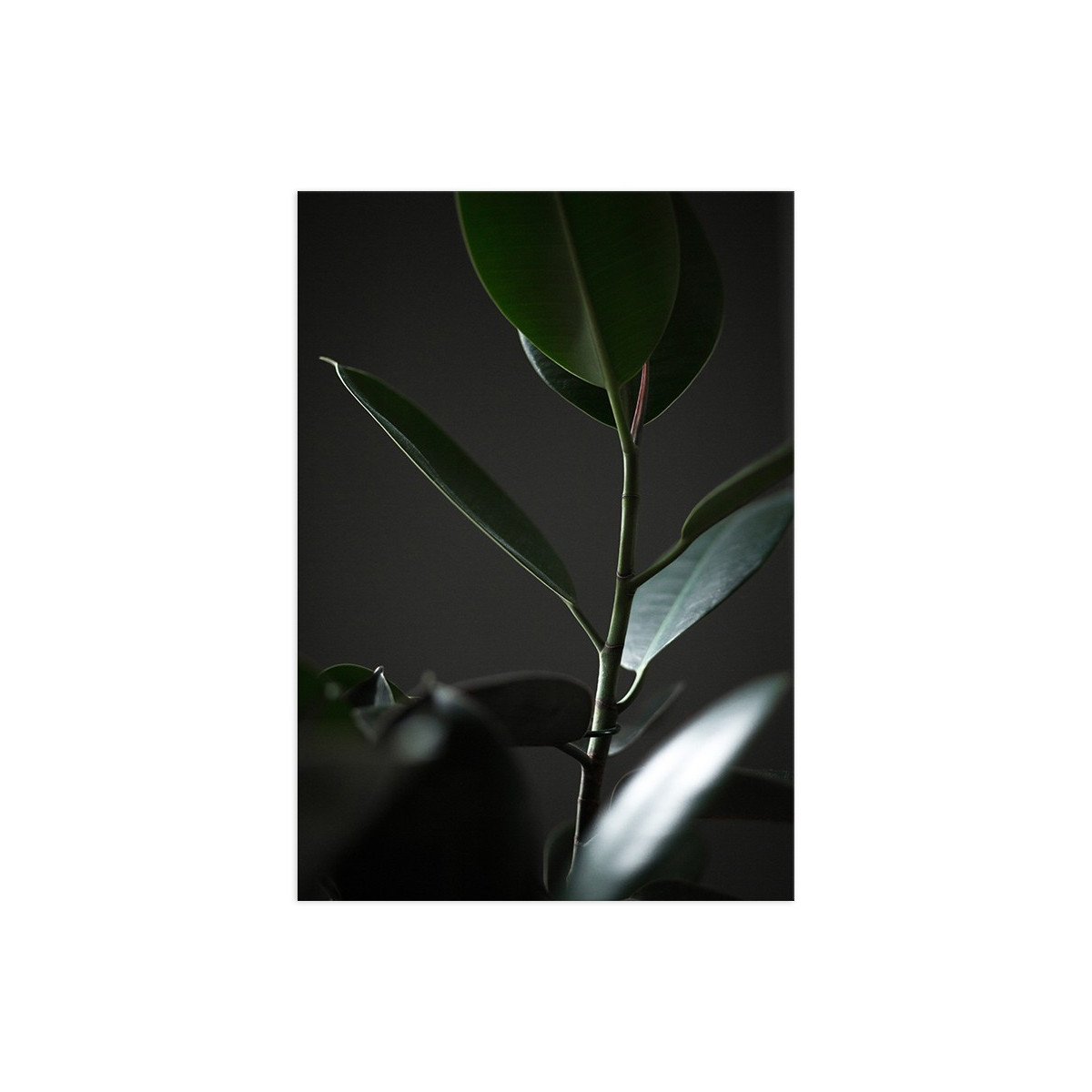 Постер "Plant"
