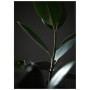 Постер "Plant"