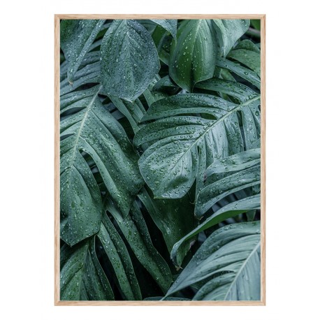 Постер "Monstera"