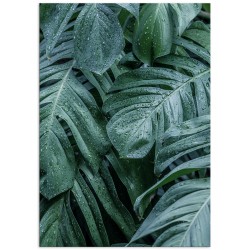 Постер "Monstera"