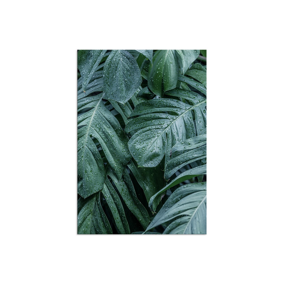 Постер "Monstera"