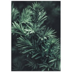 Постер "Тис"