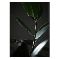 Постер в рамці "Фікус"