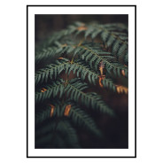 Постер в рамке "Fern"