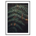 Постер в рамке "Fern"