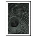 Постер в рамке "Peacock Feather"