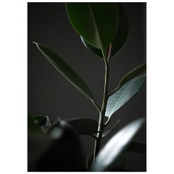 Комплект постеров "Green leaves"