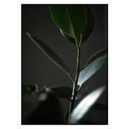 Комплект постеров в рамках "Green leaves"