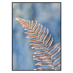 Постер "Папоротник"