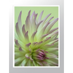 Постер "Жоржина"