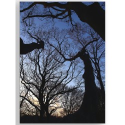 Комплект постерів "Nature blue"