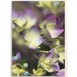 Комплект постеров "Nature purple"