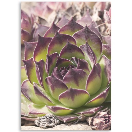 Комплект постеров "Nature purple"
