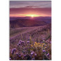 Комплект постерів "Nature purple"