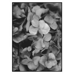 Постер в рамке "Гортензия"