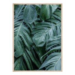Постер в рамке "Monstera"