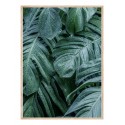 Постер в рамке "Monstera"