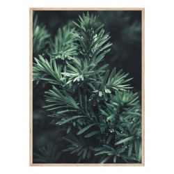 Постер в рамке "Тис"