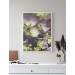 Постер в рамке "Гортензия"