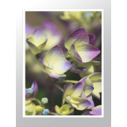 Комплект постеров в рамках "Nature purple"