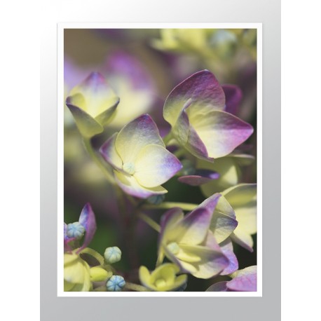 Комплект постеров в рамках "Nature purple"