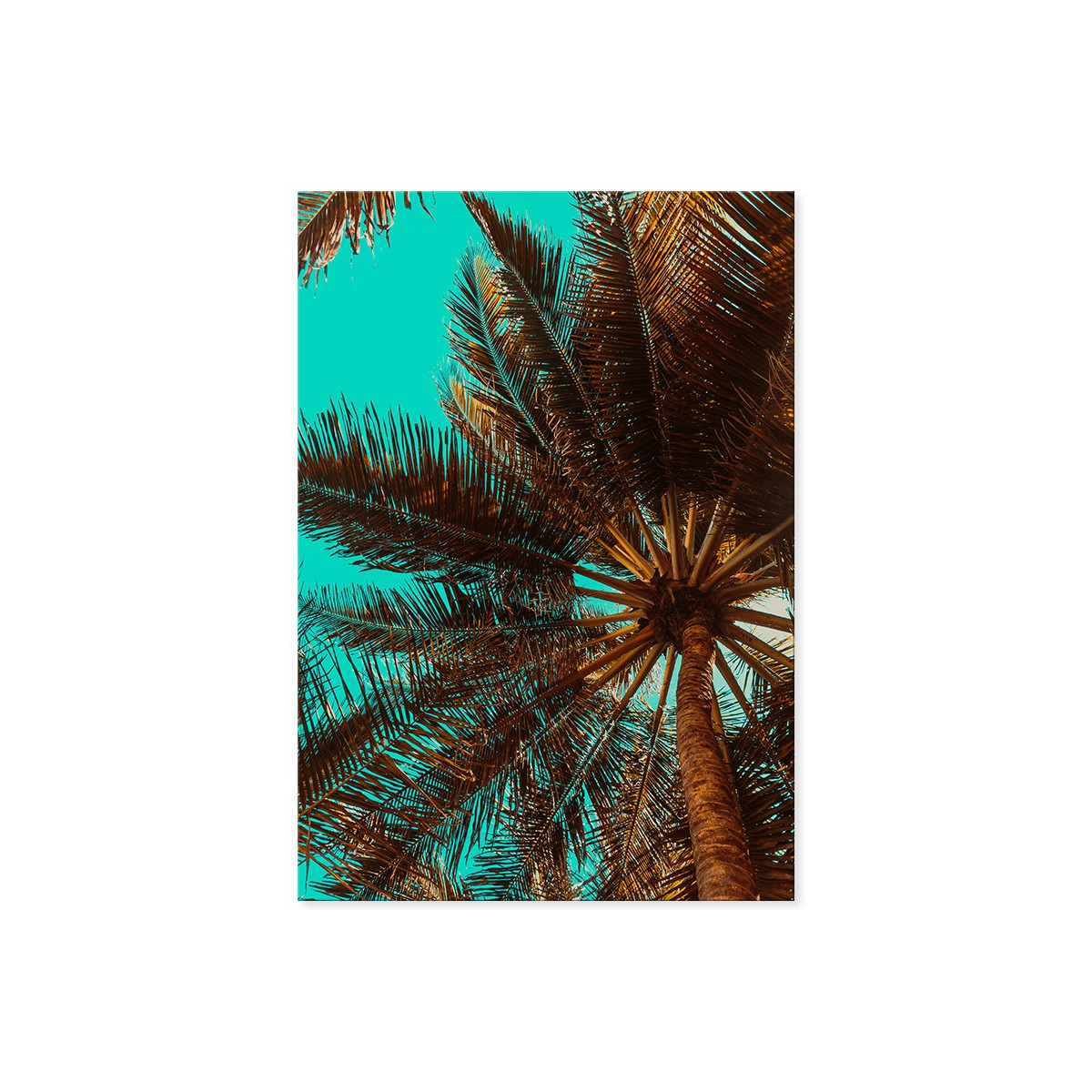 Постер "Palm"