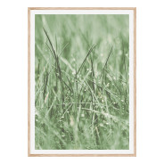 Постер "Green grass"