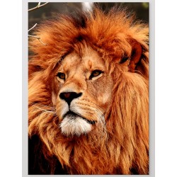 Комплект постеров "Lion"