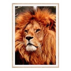 Комплект постеров в рамках "Lion"