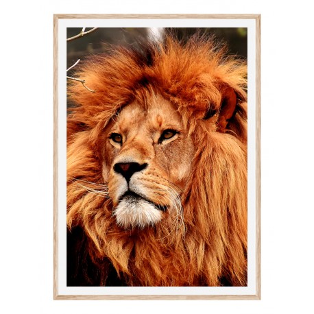 Комплект постеров в рамках "Lion" Комплект постеров в рамках "Lion"