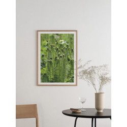 Постер "Папоротник"