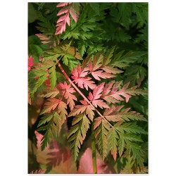 Постер "Leaves"