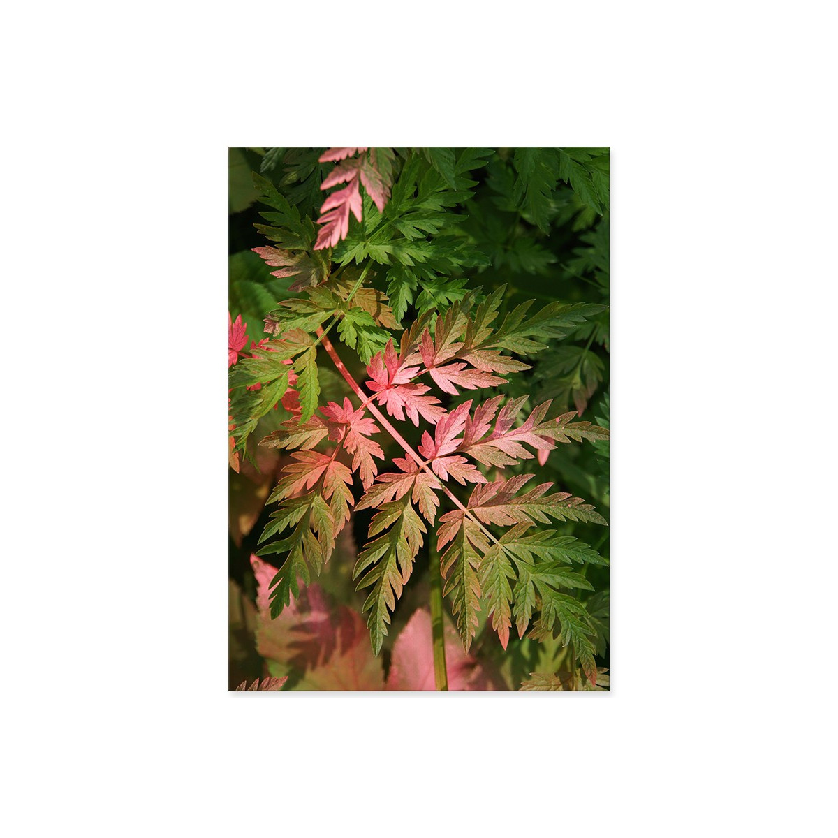 Постер "Leaves"