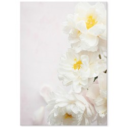 Постер "Півонія"