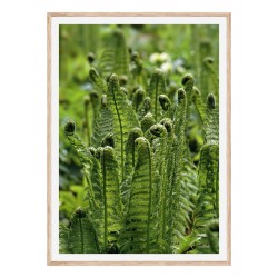 Постер в рамці "Папороть"