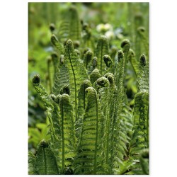 Комплект постеров "Tropic"