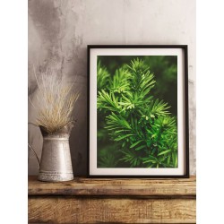 Постер "Тис"