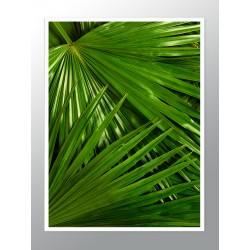 Постер "Пальма"