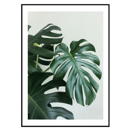 Постер "Monstera"