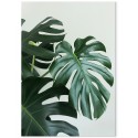 Постер "Monstera"