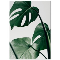 Постер "Monstera"