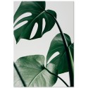 Постер "Monstera"